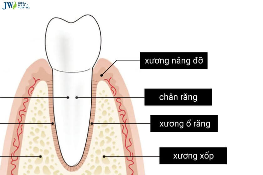 Tất tần tật về hô xương ổ răng: Khái niệm, ảnh hưởng, cách điều trị 1