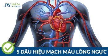 mạch máu lồng ngực