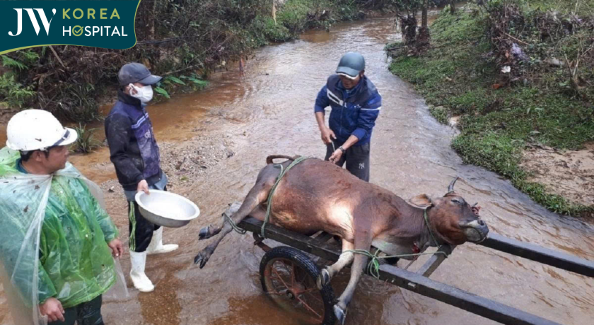 Động vật chết trôi sau cơn bão lũ ở miền Trung