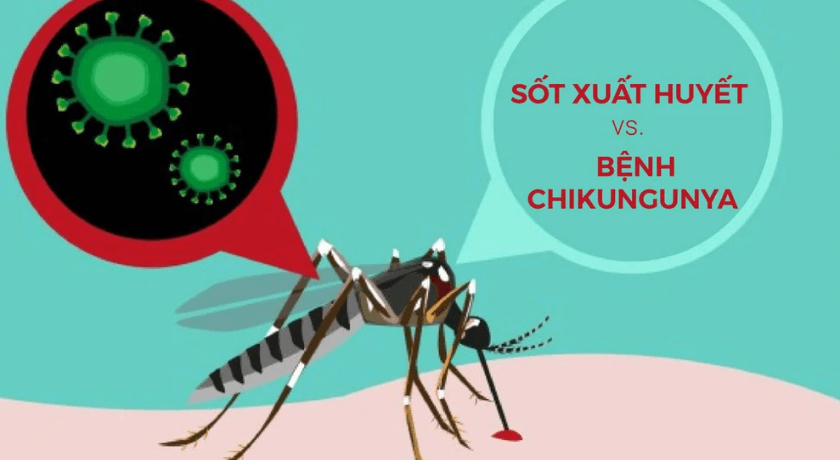 sốt xuất huyết và bệnh chikungunya