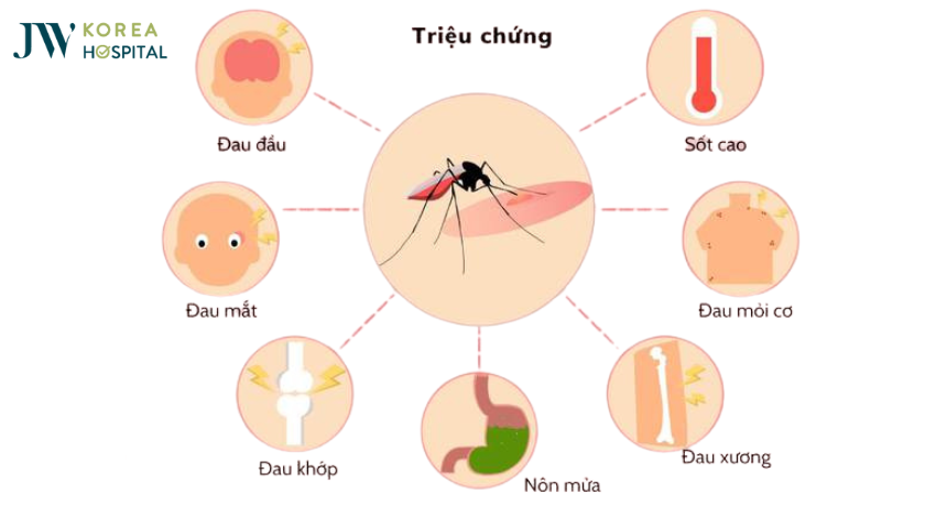triệu chứng, dấu hiệu bệnh chikungunya