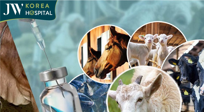 Việc lạm dụng thuốc kháng sinh trong chăn nuôi