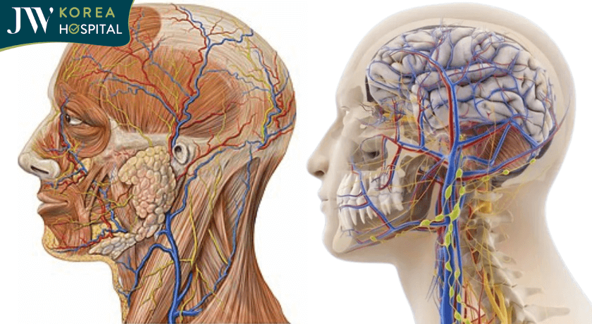 vùng đầu mặt cổ nơi có rất nhiều dây thần kinh quan trọng
