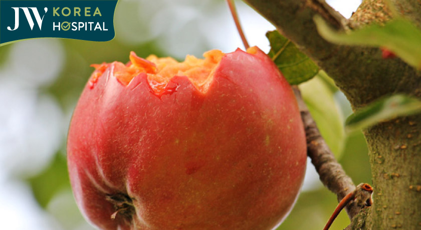 không được ăn hoa quả bị động vật ăn dở để phòng tránh dịch bệnh