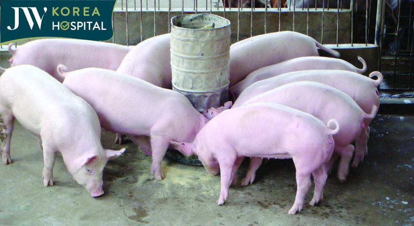 Vi rút Nipah có thể bị lây từ động vật sang người