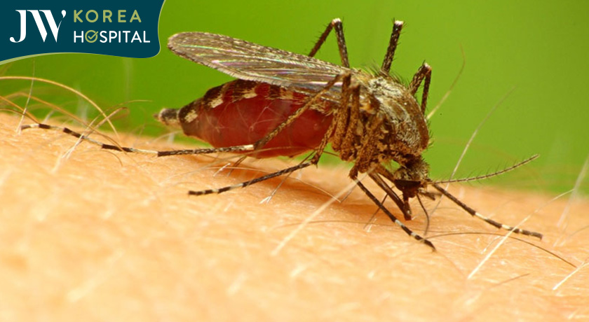 Muỗi Anopheles nhiễm bệnh có thể truyền bệnh sốt rét 
