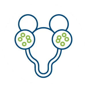 soi-tiet-nieu
