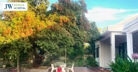 cay vai 150 tuoi san nha bac si tu dung